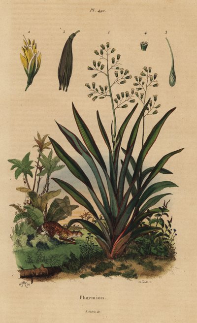 Lin de Nouvelle-Zélande ou harakeke, Phormium tenax - Unbekannt