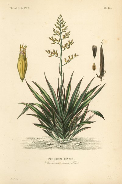 Lin de Nouvelle-Zélande, Phormium tenax - Unbekannt