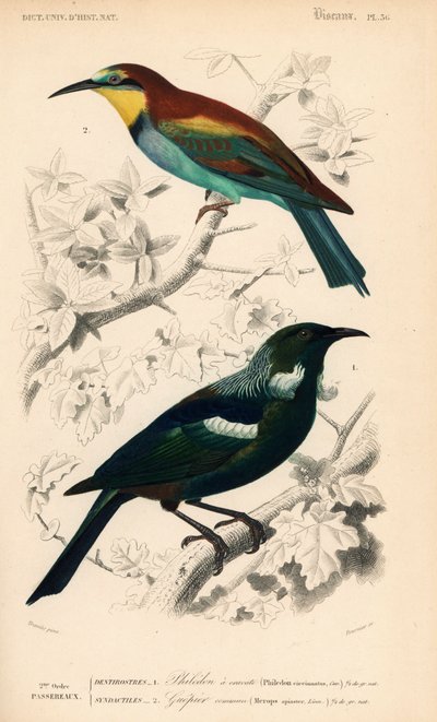 Tui de Nouvelle-Zélande, Prosthemadera novaeseelandiae, et guêpier d