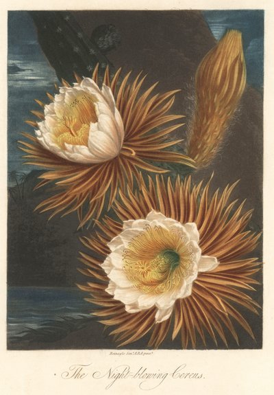 Floraison nocturne du pitaya ou fruit du dragon. Eau-forte, tirée de The Temple of Flora, par Dr. Robert Thornton (1768-1837) - Unbekannter Künstler