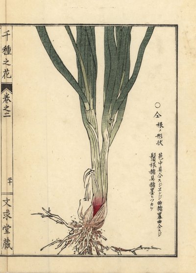 Nira ou ciboulette chinoise, Allium tuberosum - Unbekannter Künstler