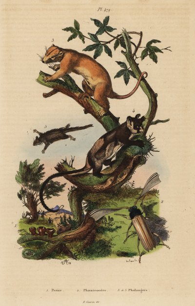 Couscous commun du Nord, Phalanger orientalis, planeur à ventre jaune, Petaurus australis, planeur pygmée, Acrobates pygmaeus, champignon Peziza et scarabée Psygmatocerus wagleri - Unbekannt