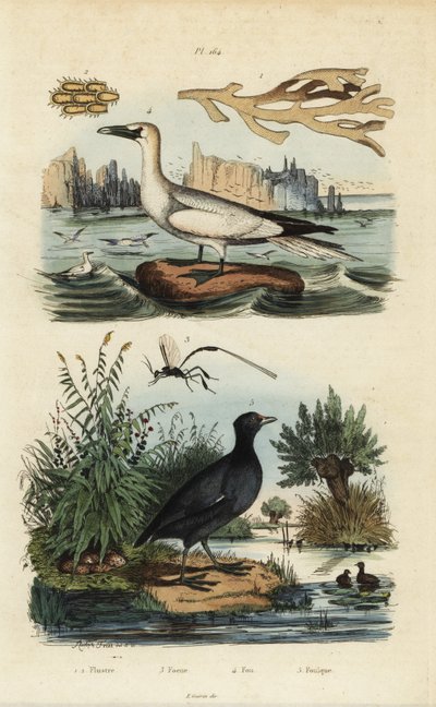 Fou de Bassan, Morus bassanus, foulque à front rouge, Fulica rufifrons, algue Flustra foliacea, et guêpe Gasteruption - Unbekannt
