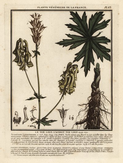 Aconit tue-loup, Aconitum lycoctonum - Unbekannter Künstler