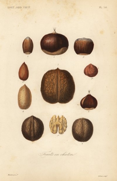 Fruits en chaton - Unbekannt
