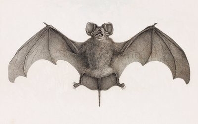 Nyctinome d