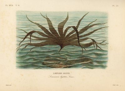 Laminaire digitée, Laminaria digitata - Unbekannt