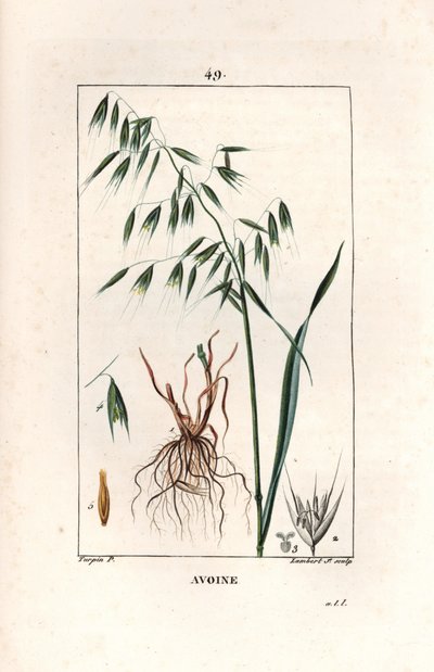 Avoine cultivée ou avoine byzantine - Gravure par Lambert fils, d