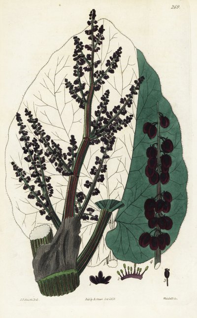 Rhubarbe officinale, Rheum du Sud - Unbekannter Künstler