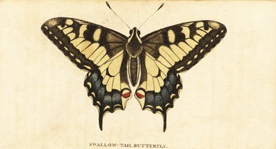 Machaon, Papilio machaon (gravure) - Unbekannter Künstler