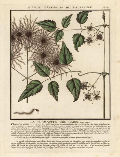 Barbe de vieillard, Clematis vitalba - Unbekannter Künstler