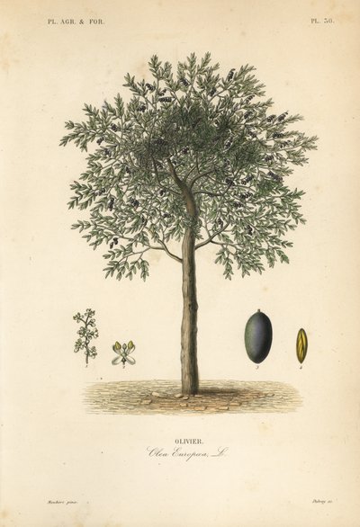 Olivier, Olea europaea - Unbekannt