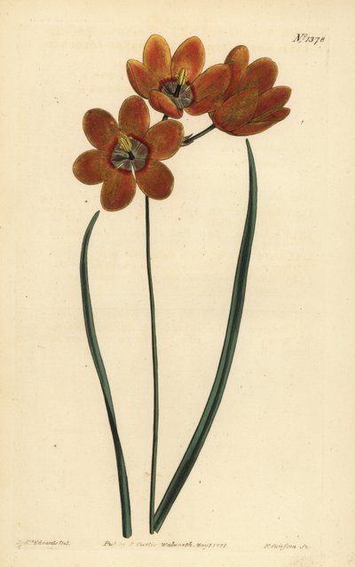 Ixia monadelpha orange - Unbekannt