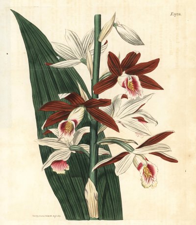 Variété d