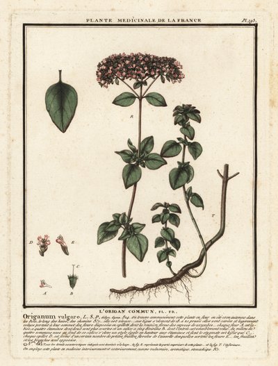 Origan ou marjolaine sauvage, Origanum vulgare - Unbekannter Künstler