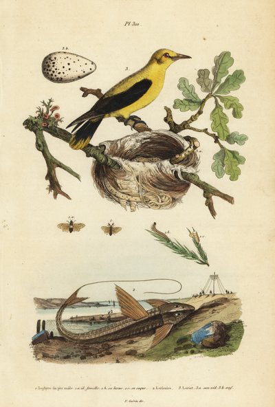 Oriole noir, Gymnomystax mexicanus, nid et œufs, poisson-chat cuirassé chocolat, Loricaria cataphracta, et tenthrède du pin, Neodiprion sertifer - Unbekannt