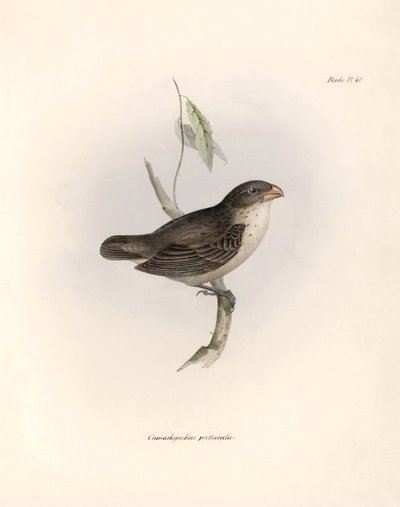 Ornithologie : « Camarhynchus psittaculus ou Geospize psittacin » Description d