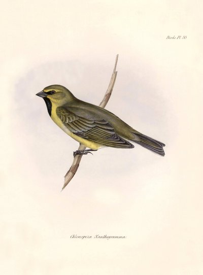 Ornithologie: Chlorospiza xanthogramma, Description d