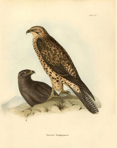 Ornithologie : "Craxirex Galapagoensis" décrit par Charles Darwin (1809-1882) lors de son expédition à bord du Beagle. Planche de "Oiseaux décrits par John Gould, avec notice de leurs habitudes par Charles Darwin" - Unbekannter Künstler