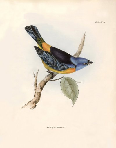 Ornithologie : "Thraupines de Darwin (ou Thraupinae)" Description d