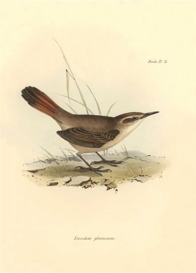 Ornithologie : "Eremobius phoenicurus" décrit par Charles Darwin lors de son expédition à bord du Beagle. Planche de "The zoology of the voyage of H.M.S. Beagle. Flight. III, Birds described by John Gould" - Unbekannter Künstler