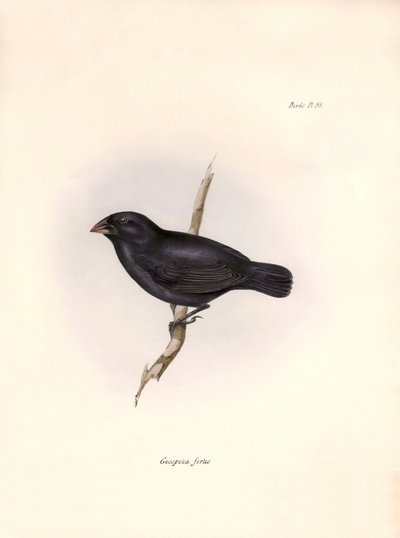 Ornithologie : « Geospiza fortis ou géospize à bec moyen » Description d