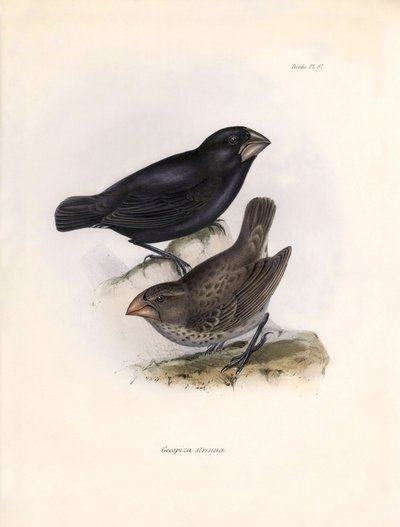 Ornithologie : « Geospiza strenua ou geospize » Description d