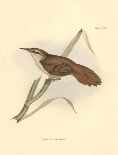 Ornithologie : "Limnornis curvirostris" de la famille des furnariidés décrit par Charles Darwin lors de son expédition à bord du Beagle. Planche de "The zoology of the voyage of H.M.S. Beagle. Flight. III, Birds described by John Gould" - Unbekannter Künstler
