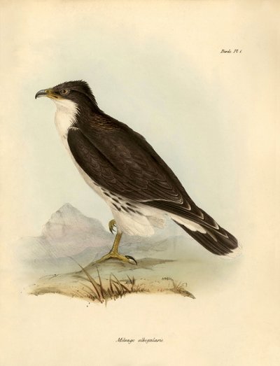 Ornithologie : « Milvago albogularis » ou caracara décrit par Charles Darwin (1809-1882) lors de son expédition à bord du Beagle. Planche de « Oiseaux décrits par John Gould, avec notice de leurs habitudes par Charles Darwin - Unbekannter Künstler