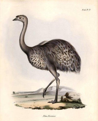Ornithologie : "Rhea Darwinii" Nandou de Darwin observé et décrit par Charles Darwin lors de son expédition à bord du Beagle. Planche de "The zoology of the voyage of H.M.S. Beagle. Flight. III, Birds described by John Gould" - Unbekannter Künstler