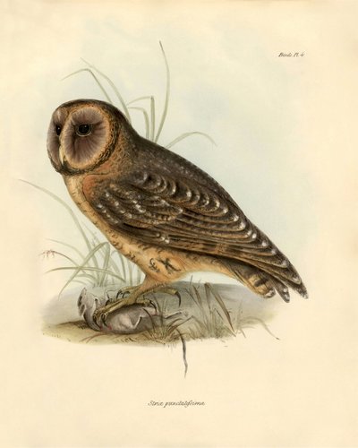 Ornithologie : « Strix punctatissima » chouette décrite par Charles Darwin (1809-1882) lors de son expédition à bord du Beagle. Planche tirée de « Birds described by John Gould, with notice of their habits by Charles Darwin - Unbekannter Künstler