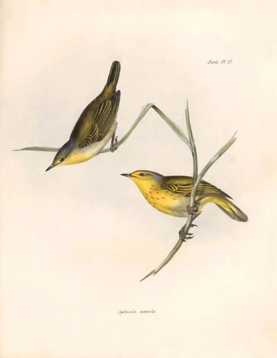 Ornithologie : "Sylvicola aureola" pinsons observés et décrits par Charles Darwin (1809-1882). Planche de "The zoology of the voyage of H.M.S. Beagle. Flight. III, Birds described by John Gould" - Unbekannter Künstler
