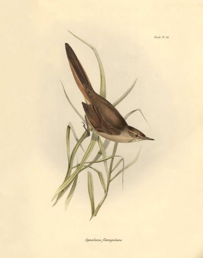 Ornithologie : "Synallaxis rufogularis" décrit par Charles Darwin lors de son expédition à bord du Beagle. Planche de "The zoology of the voyage of H.M.S. Beagle. Flight. III, Birds described by John Gould" - Unbekannter Künstler