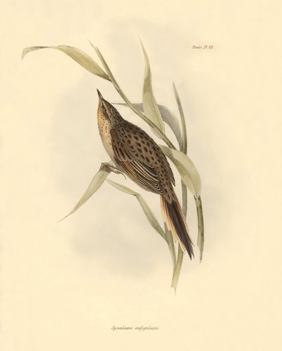 Ornithologie : "Synallaxis rufogularis" décrit par Charles Darwin lors de son expédition à bord du Beagle. Planche de "The zoology of the voyage of H.M.S. Beagle. Flight. III, Birds described by John Gould" - Unbekannter Künstler