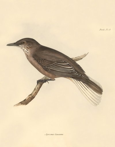 Ornithologie : Le « Agriornis leucurus » décrit par Charles Darwin lors de son voyage d
