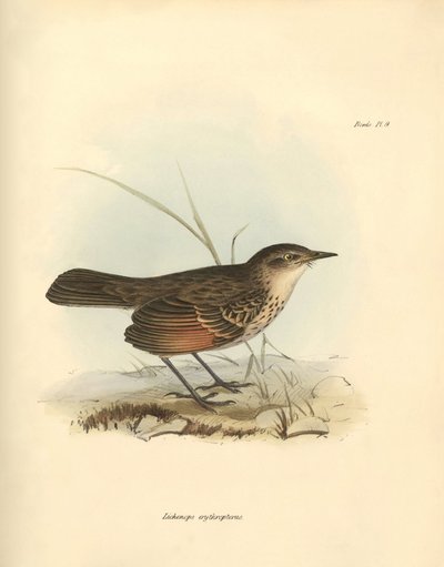 Ornithologie : Le "Hymenops perspicillata" de la famille des oiseaux décrit par Charles Darwin lors de son voyage d