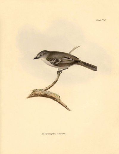 Ornithologie : Le « Pachyramphus albescens » de la famille des hêtres décrit par Charles Darwin lors de son voyage d