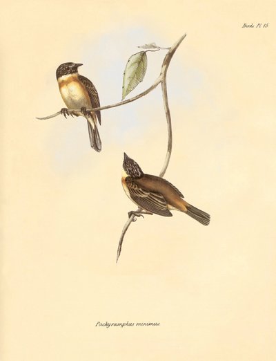 Ornithologie : Le "Pachyramphus minimus" de la famille des hêtres décrit par Charles Darwin lors de son voyage d