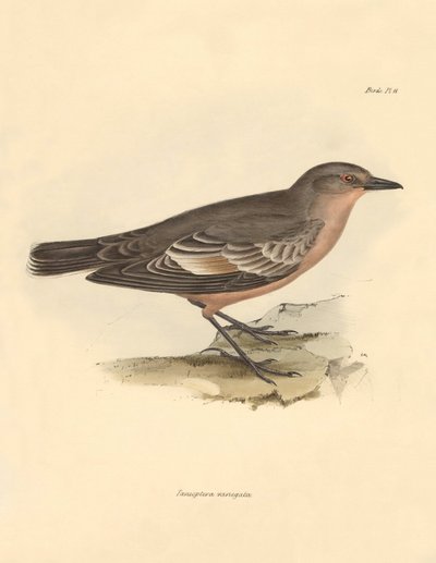 Ornithologie : Le « Taenioptera variegata » décrit par Charles Darwin lors de son voyage d