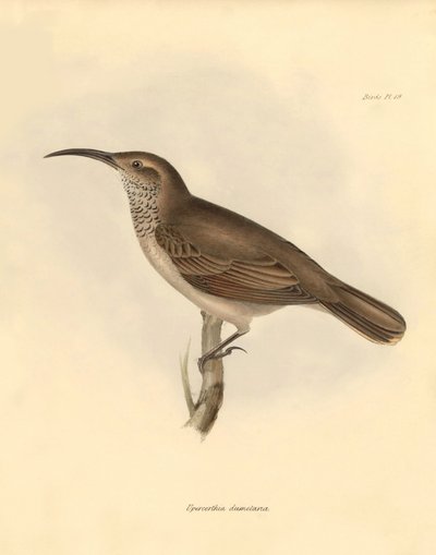 Ornithologie : Le "Upercerthia dumetaria" décrit par Charles Darwin lors de son voyage d