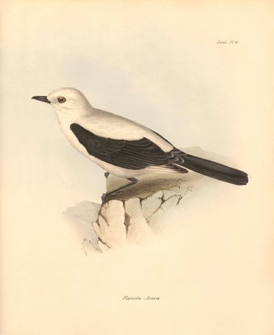 Ornithologie : Le « fluvicola azarea » ou gobe-mouche décrit par Charles Darwin lors de son voyage d
