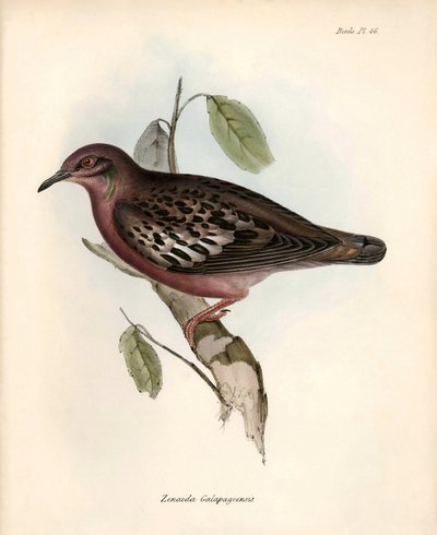 Ornithologie : Zenaida Galapagoensis, colombe des Galapagos observée et décrite par Charles Darwin lors de son expédition à bord du Beagle. Planche de The zoology of the voyage of H.M.S. Beagle. Vol. III, Oiseaux décrits par John Gould - Unbekannter Künstler