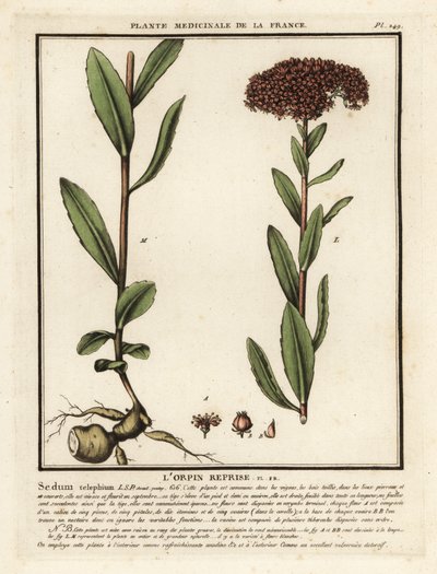 Orpin, Sedum telephium - Unbekannter Künstler