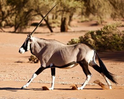 Oryx, désert du Namib, 2017 - Unbekannter Künstler