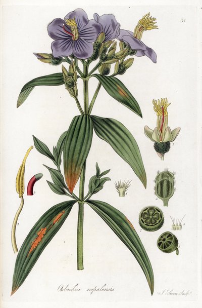 Osbeckia du Népal - Lithographie par J. Swan, d