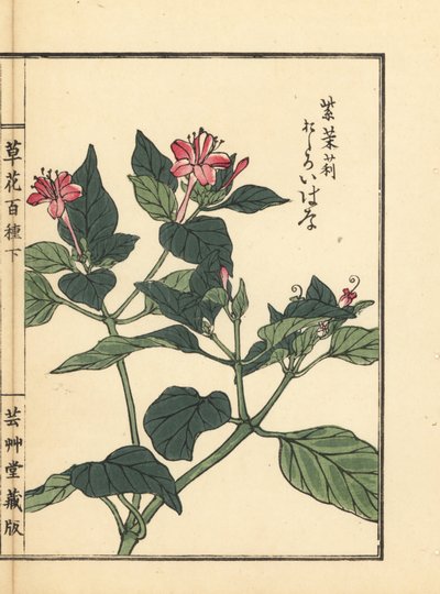 Oshiroibana ou merveille du Pérou, Mirabilis jalapa. De Kusa Bana Hyakushu (Cent Variétés de Fleurs), Tokyo, Yamada - Unbekannter Künstler
