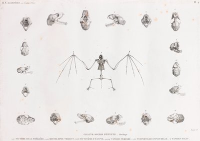 Ostéologie des chauves-souris en Égypte - Unbekannt