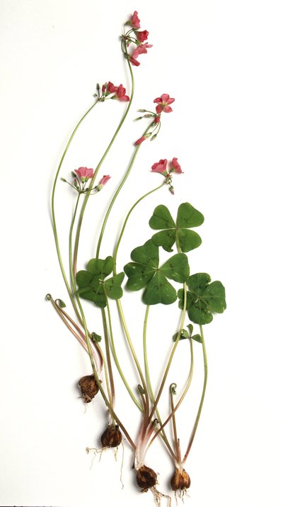 Oxalis tetraphylla/Oxalis deppei/Oxalide de Deppe - Unbekannt