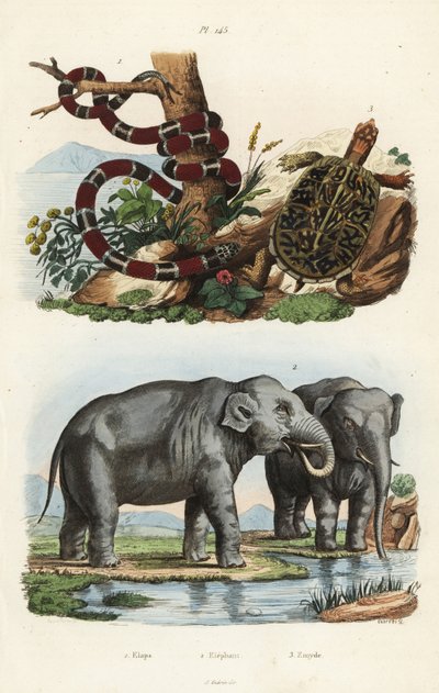 Serpent corail peint, Micrurus corallinus 1, éléphant indien, Elephas maximus indicus 2, et tortue-boîte commune, Terrapene carolina 3 - Unbekannt