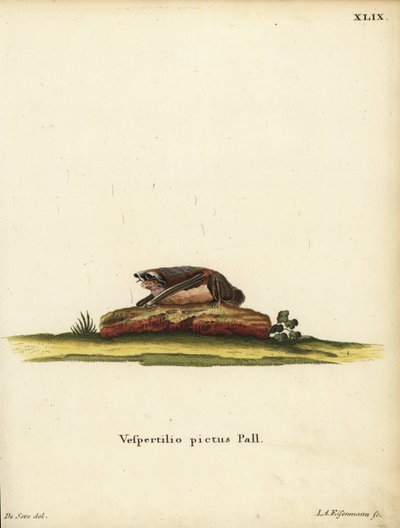 Chauve-souris laineuse peinte, Kerivoula picta. Vespertilio pictus Linn. Gravure sur cuivre en couleur par Jakob Andreas Eisenmann d